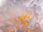 USA, Washington State, Seabeck. Peony flower close-up. Art Print